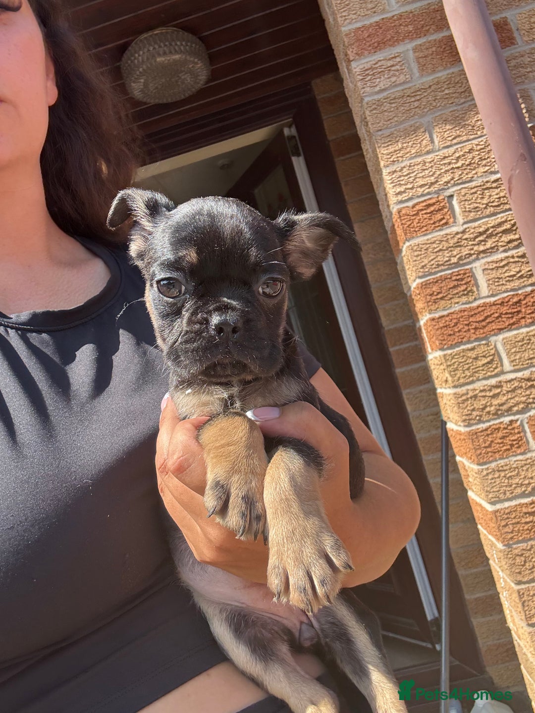 Frug dogs for sale: 3/4 Frenchie 1/4 pug puppies for sale  - Image 18