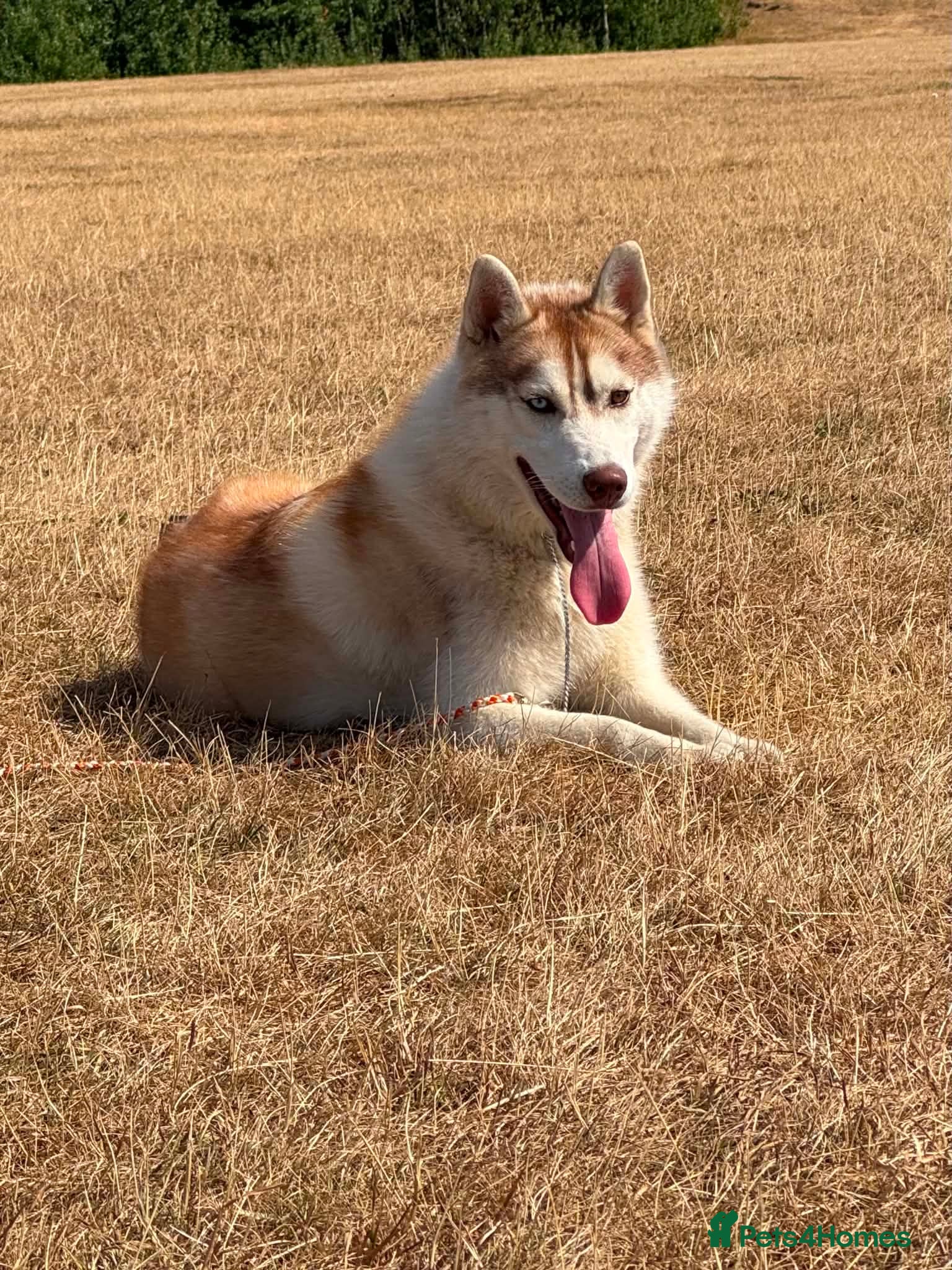 Siberian Husky dogs Beautiful KC registered Siberian husky  - Advert 13