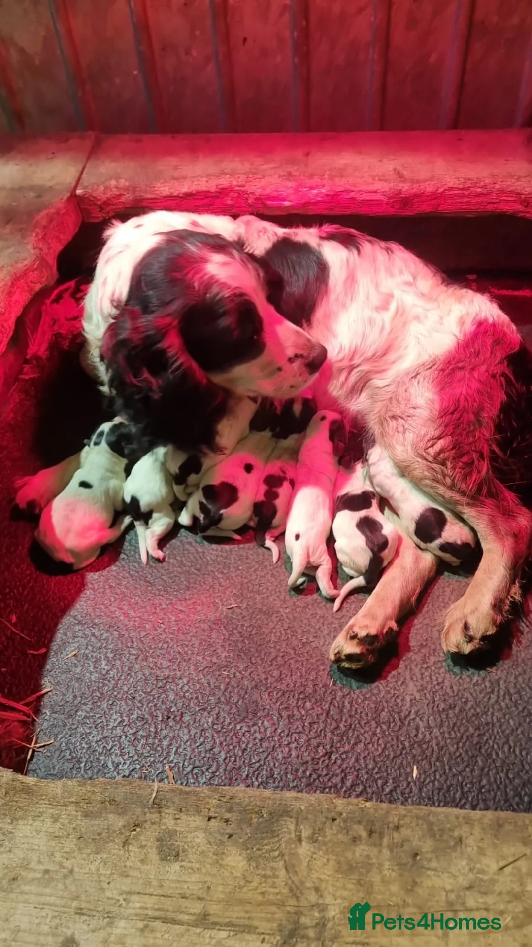 English Springer Spaniel dogs for sale: SPRINGER SPANIEL PUPPIES - Advert 8