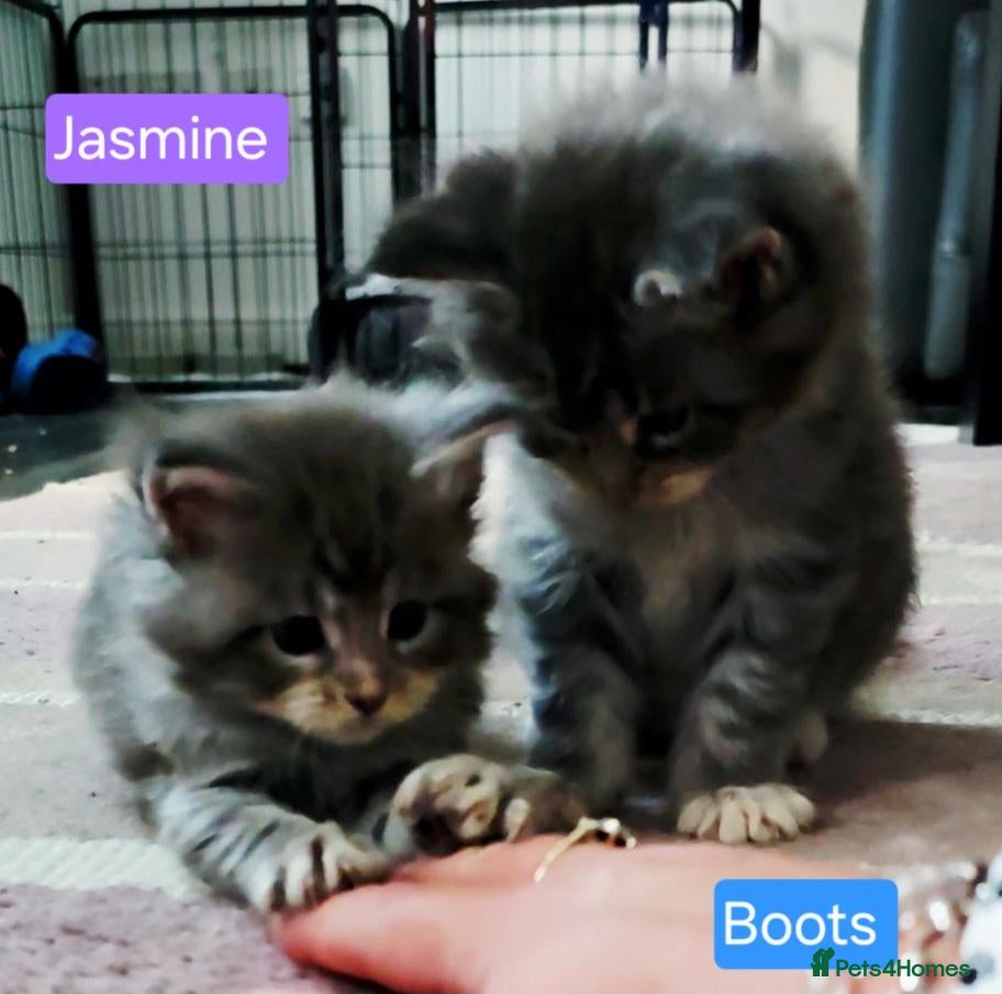 Maine Coon cats 1 girl and 1 boy left - Advert 18