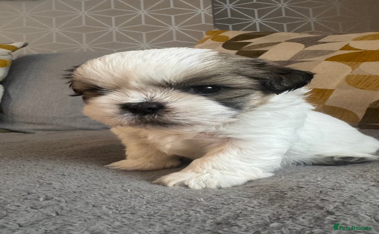 Shih Tzu dogs - Advert 1