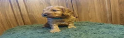 Cockapoo dogs for sale: Beautiful Litter of F1 Toy Cockapoo Puppies - Advert 19