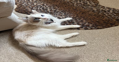 Ragdoll cats - Advert 3