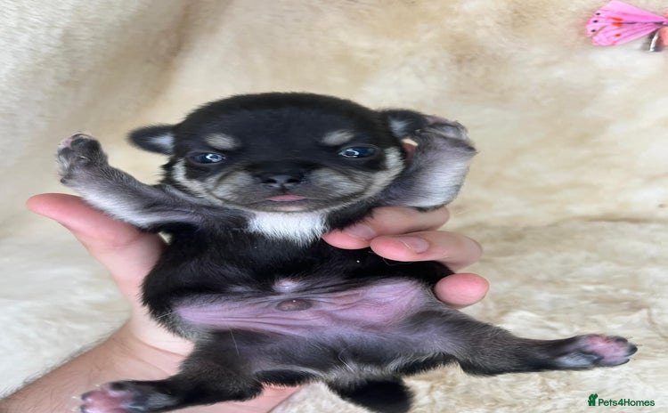 Chihuahua dogs - Advert 6