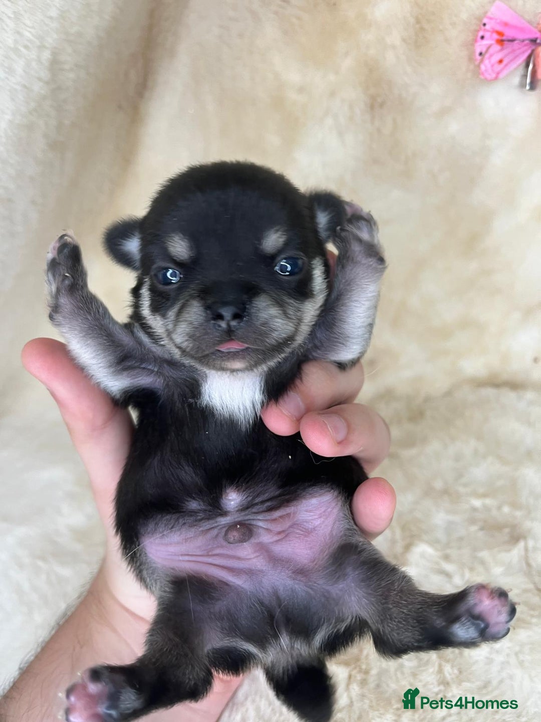 Chihuahua dogs for sale: Chihuahua 2 boys. Chocolate and black  - Image 1