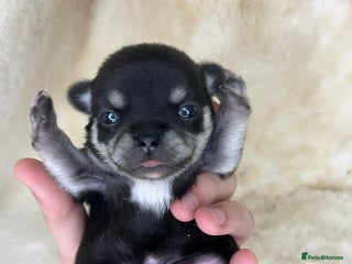 Chihuahua dogs - Advert 10