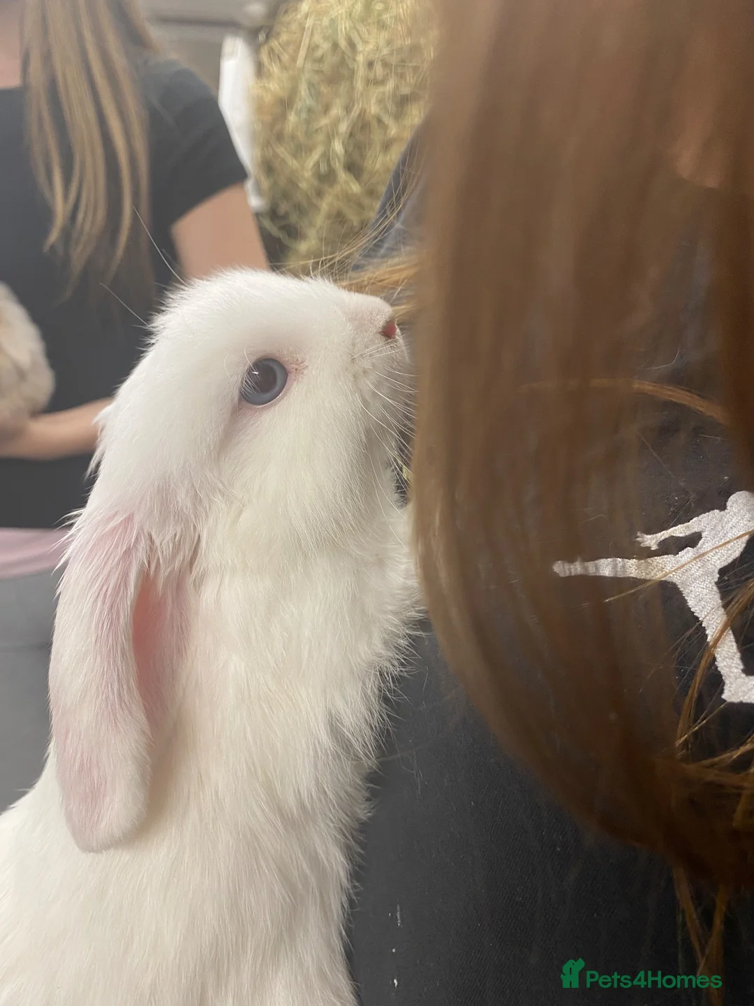 Mini Lop rabbits for sale: 2 x bonded male mini lops - Advert 7