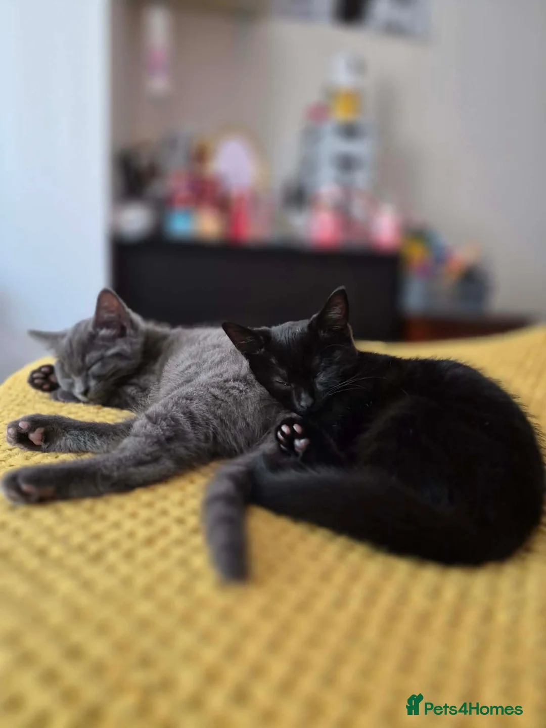 Mixed Breed cats for sale: 2 female kittens looking for loving home - Advert 4