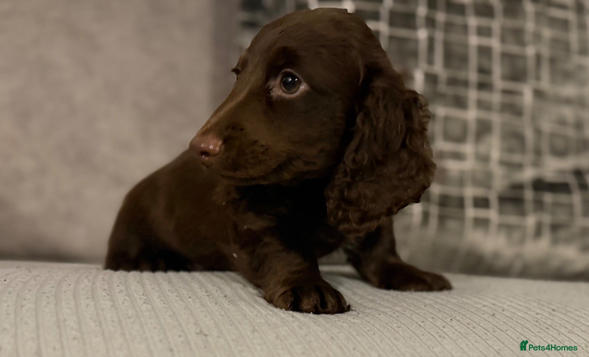 Dachshund dogs REDUCED Beautiful litter of dachshund puppies 🐶  - Advert 1
