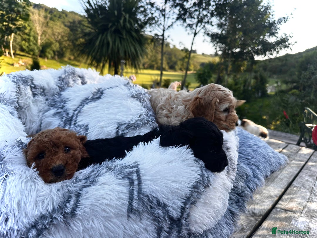 Cockapoo dogs for sale: Lovely litter cockapoo  - Image 17