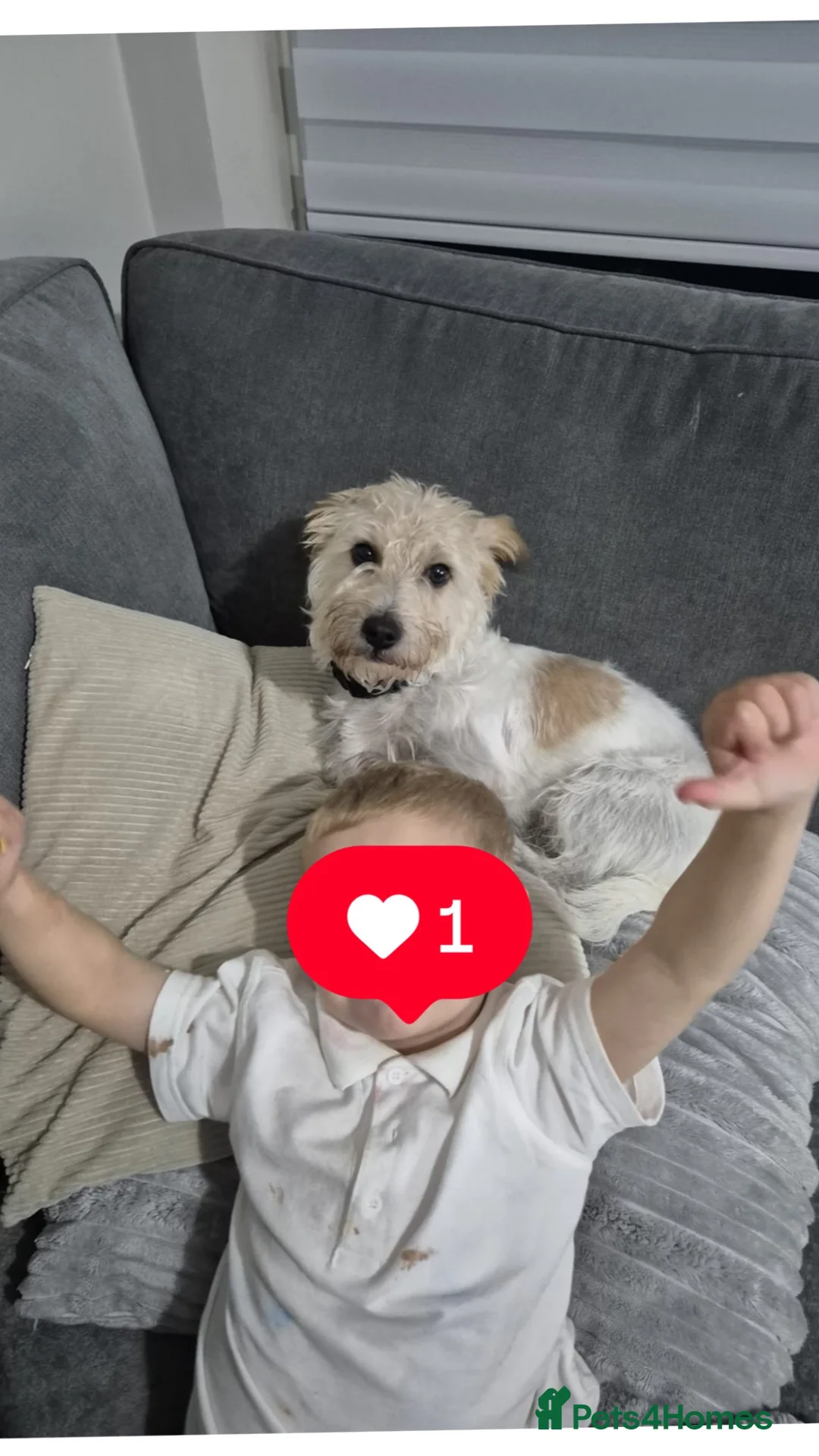 Jackapoo dogs for sale: 6 year old jackapoo male Bentley in Oldham - Advert 3