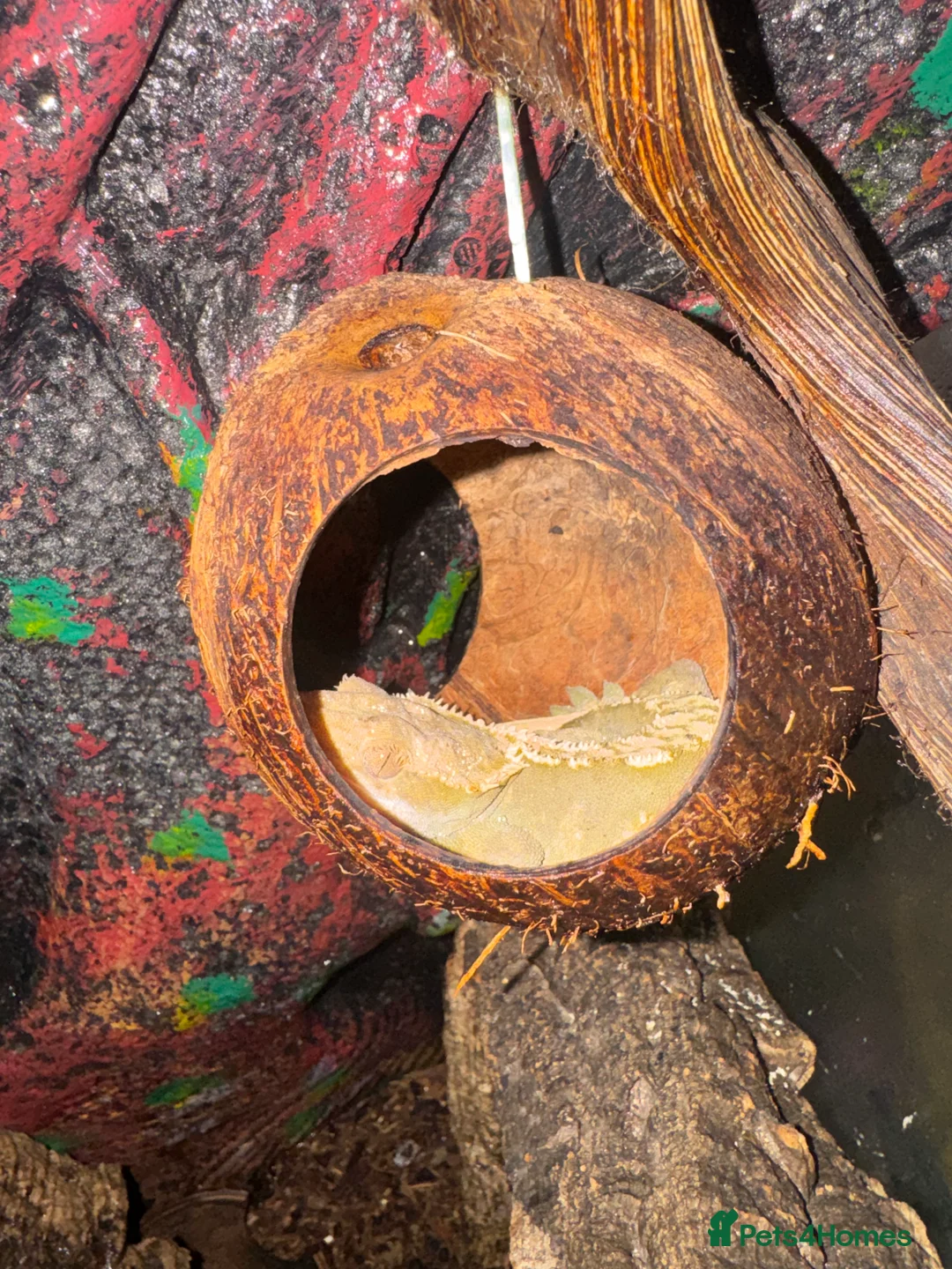 Gecko reptiles for sale: For sale, 5 geckos mixed - Advert 3