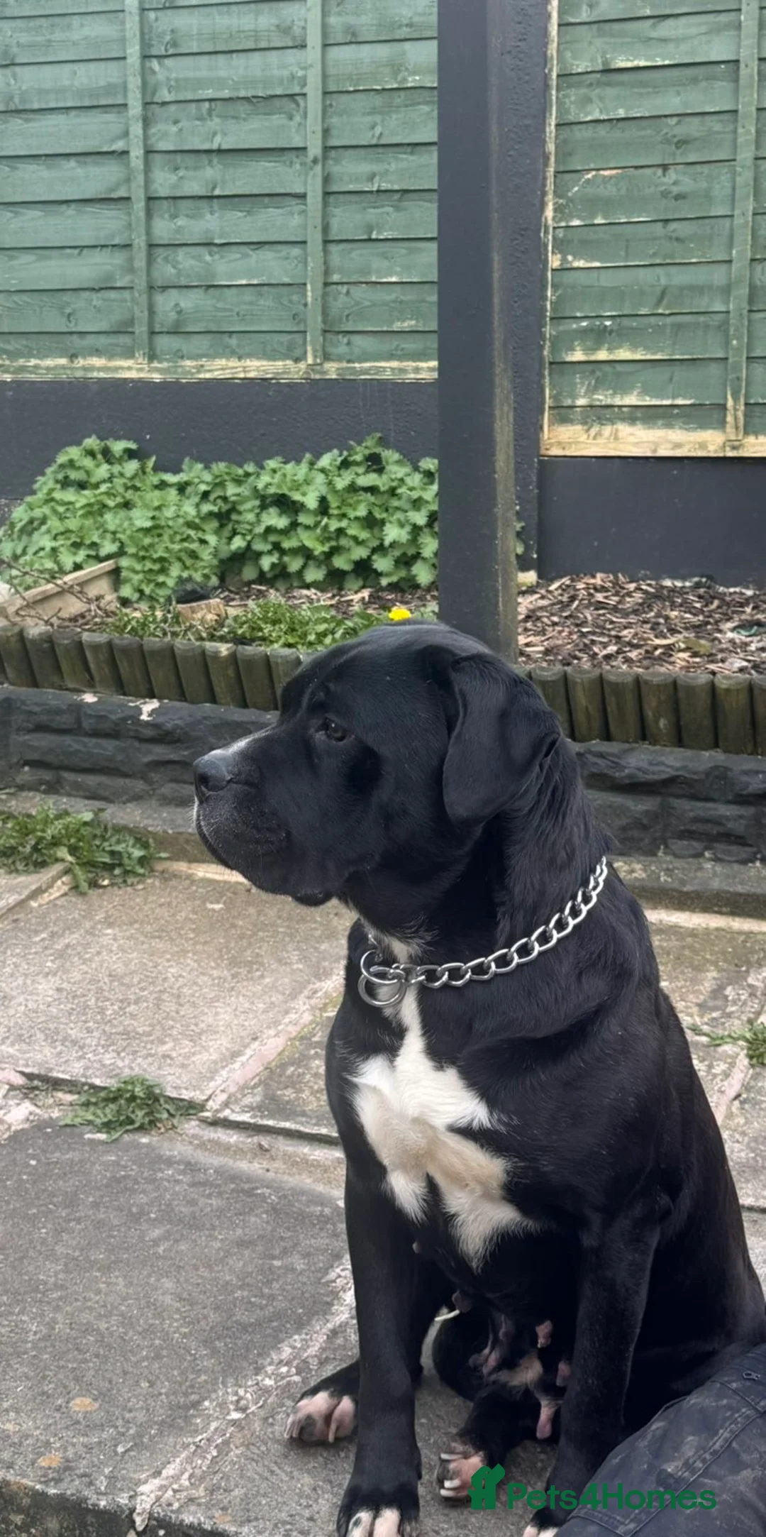Cane Corso dogs for sale: 4 Year Old Female Cane Corso - Advert 2