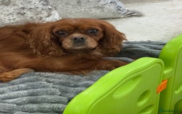 Cavapoo dogs for sale: Cavapoo puppies⭐️⭐️ health tested parents ⭐️⭐️⭐️ - Image 14