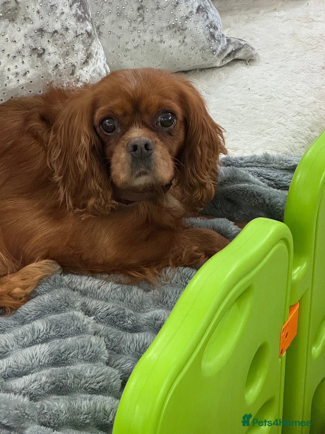 Cavapoo dogs for sale: Cavapoo puppies⭐️⭐️ health tested parents ⭐️⭐️⭐️ - Image 14