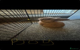 Mini Lop rabbits for sale: Pure breed Mini Lops - Image 3