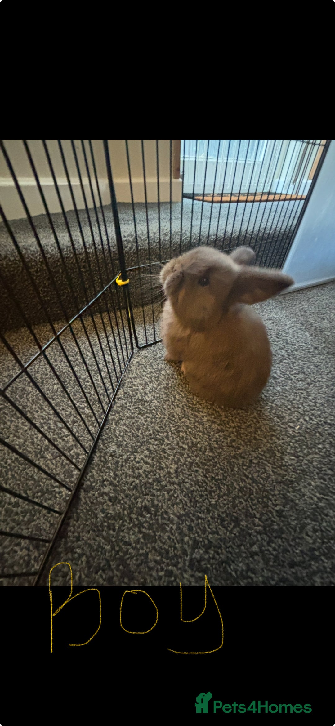 Mini Lop rabbits for sale: Pure breed Mini Lops - Image 3