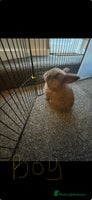 Mini Lop rabbits - Advert 16