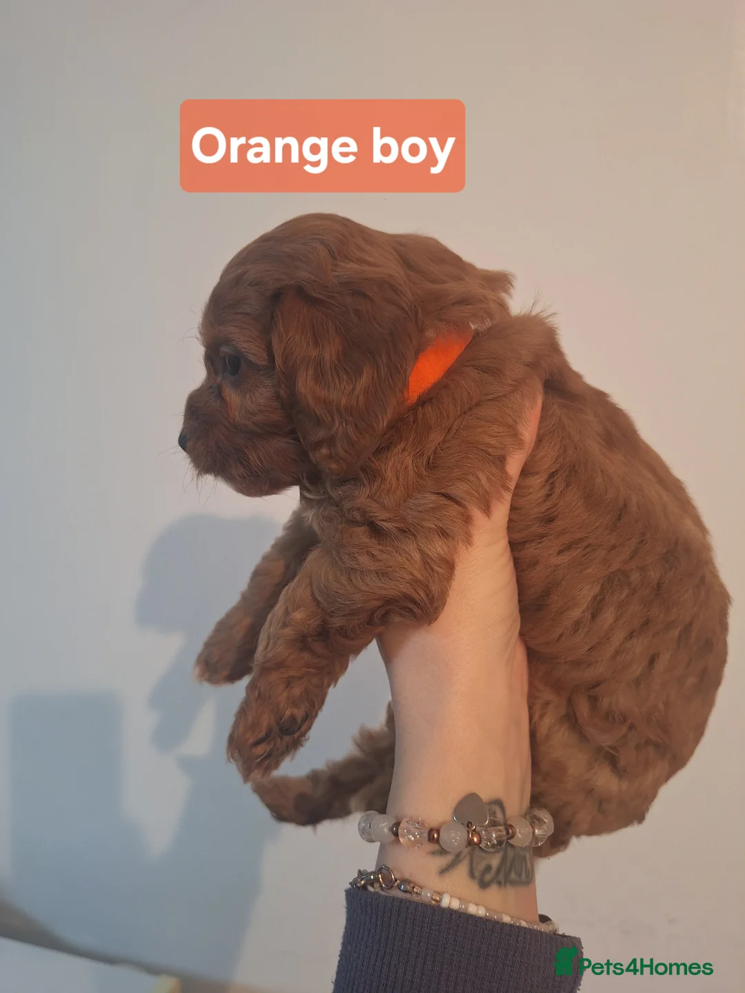 Cockapoo dogs for sale: Cockapoo puppies - Advert 5