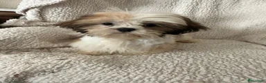 Shih Tzu Puppy 1