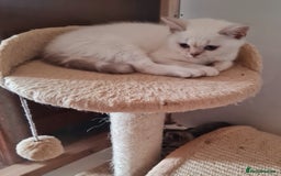 British Shorthair cats for sale: Beautiful British shorthaired kittens  - Image 5