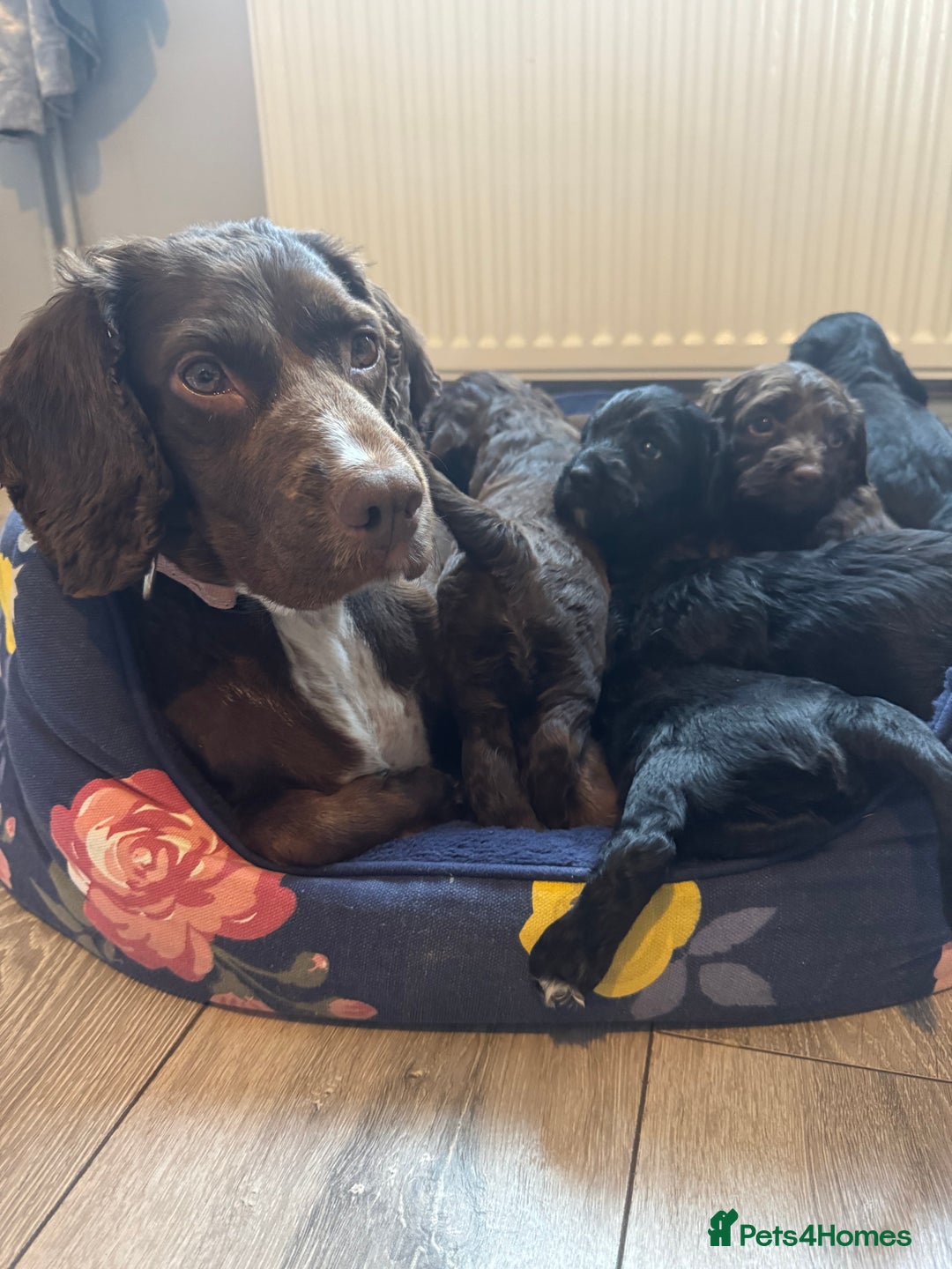 Cockapoo dogs for sale: Cockapoo puppies - Image 10