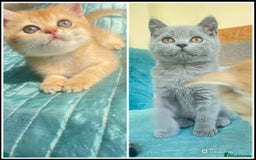 British Shorthair cats for sale: Pure breed British shorthair blue &  golden kitten - Image 1
