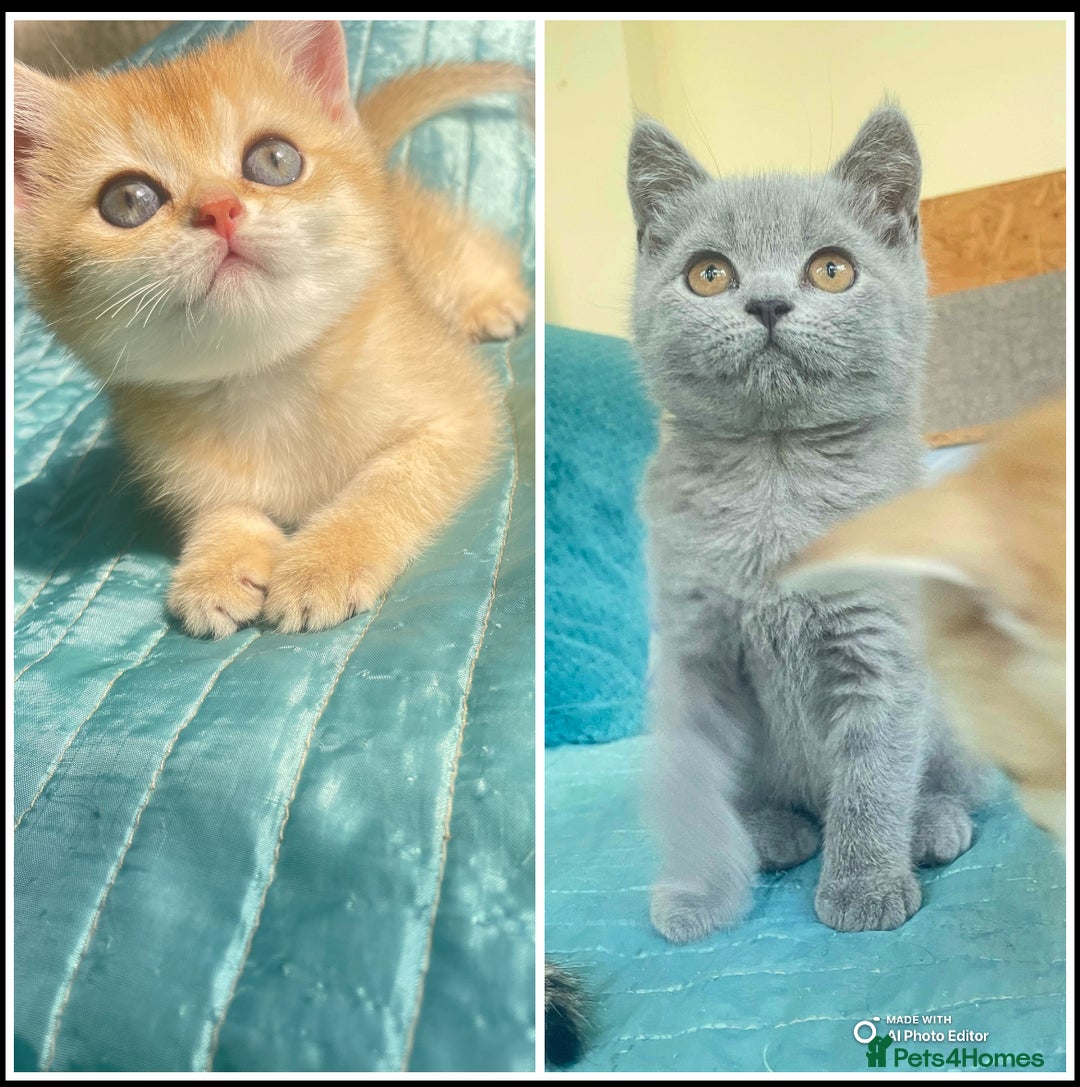 British Shorthair cats for sale: Pure breed British shorthair blue &  golden kitten - Image 1