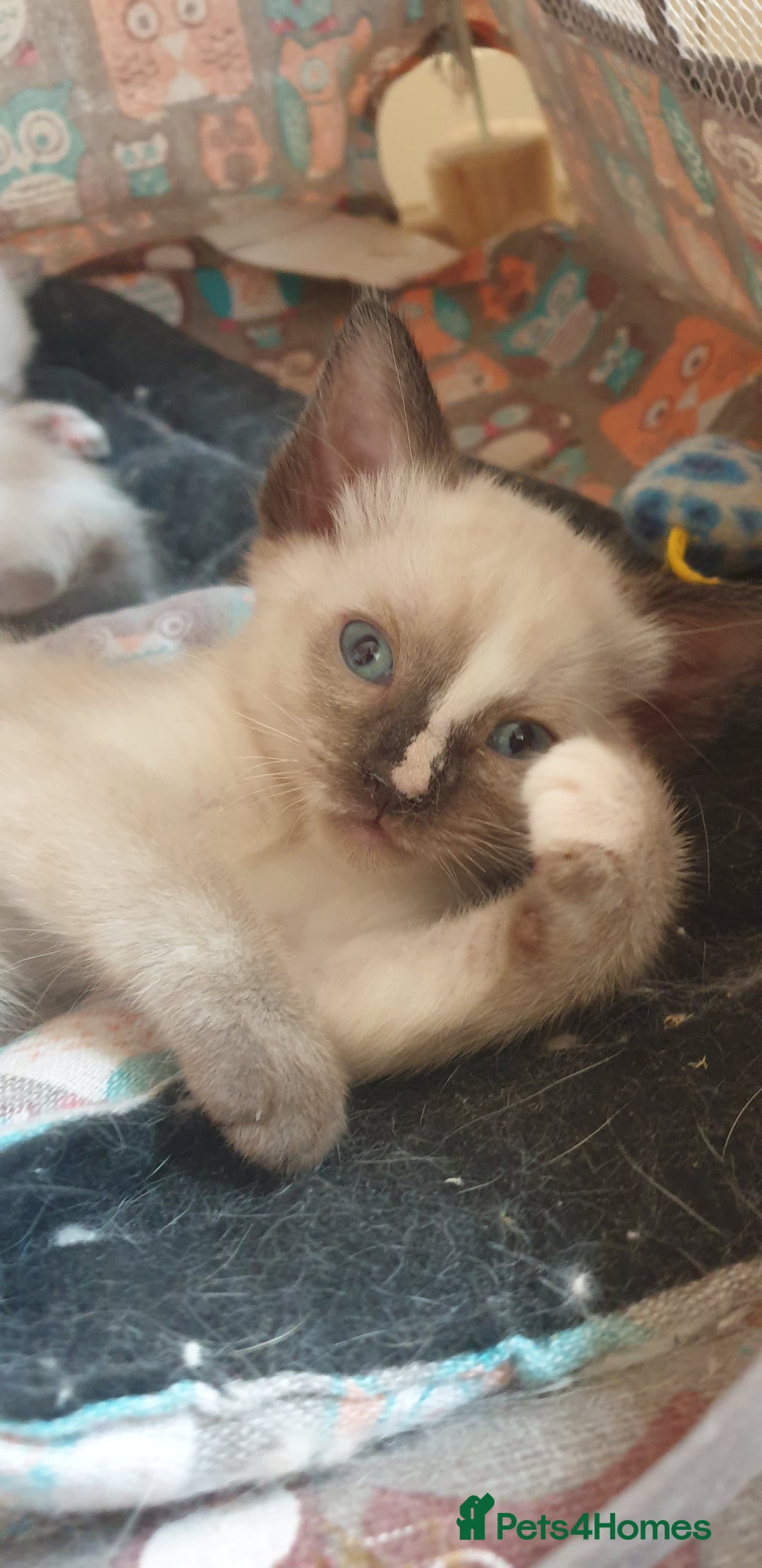 Ragamese cats for sale: Beautiful Ragamese Kittens  - Advert 3