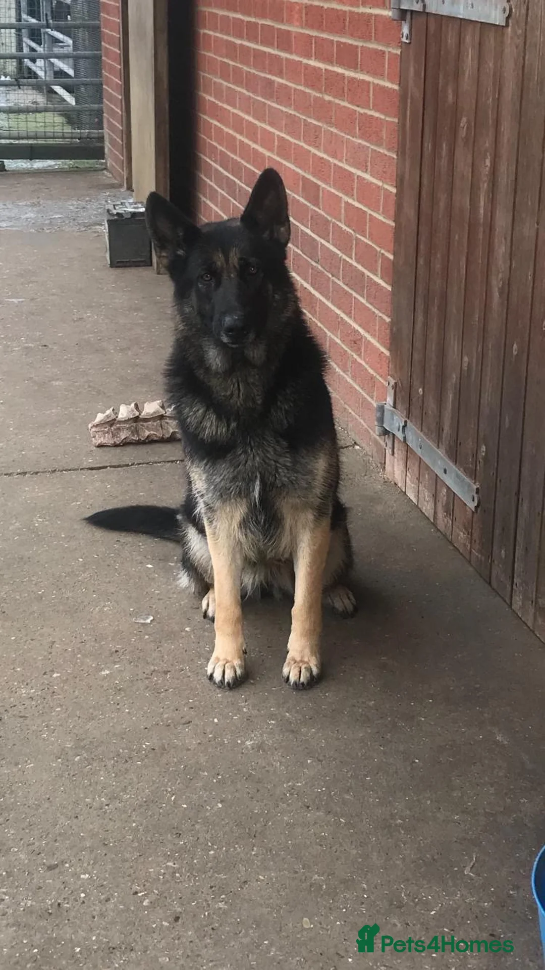 German Shepherd dogs for sale: Zeus-Gorgeous, jet black German shepherd boy - Advert 10