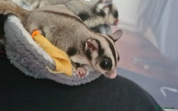 Sugar Glider rodents for sale: 2 female sugar gliders  - Image 2