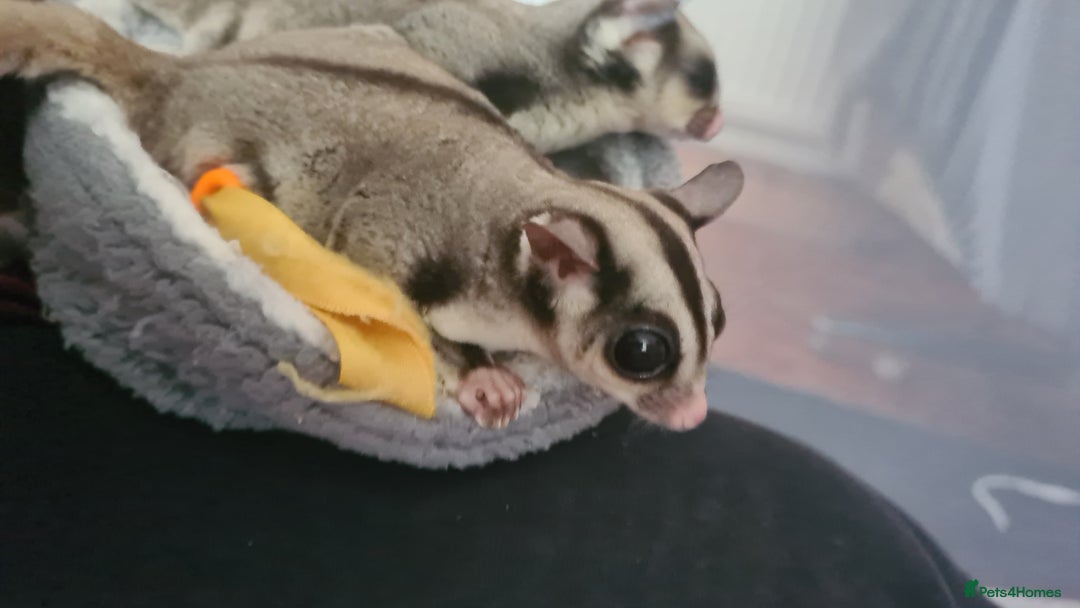 Sugar Glider rodents for sale: 2 female sugar gliders  - Image 2