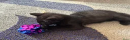 Mixed Breed cats for sale: Stunning black boy - Advert 3