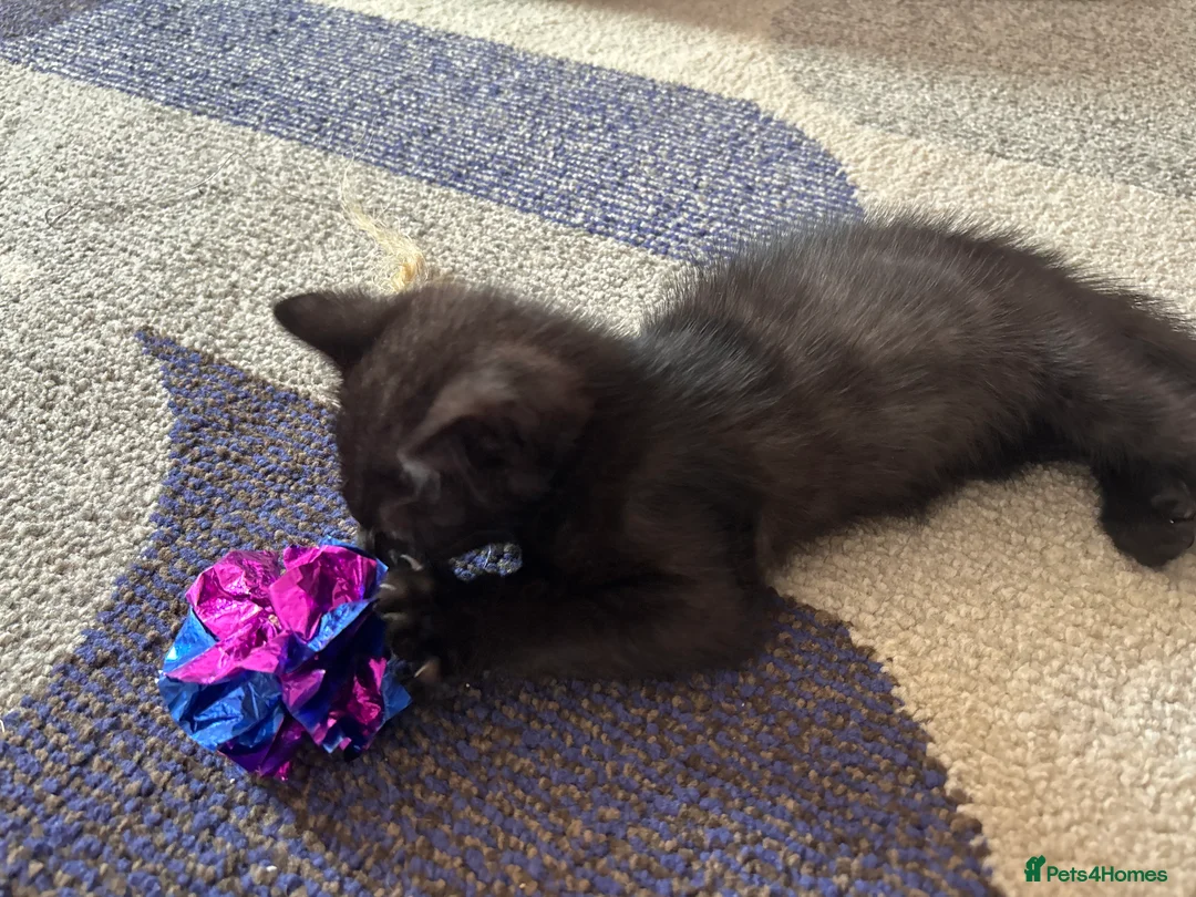 Mixed Breed cats for sale: Stunning black boy - Advert 3