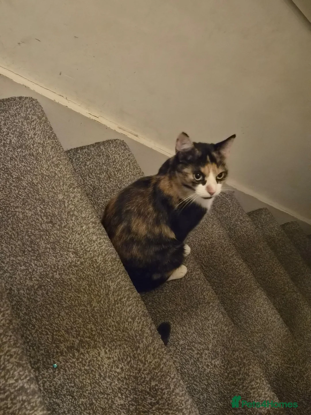 Mixed Breed cats for sale: 5 Gorgeous Grey Galoofs  - Advert 1