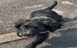 Cocker Spaniel dogs for sale: Black Cocker Spaniel - Image 2