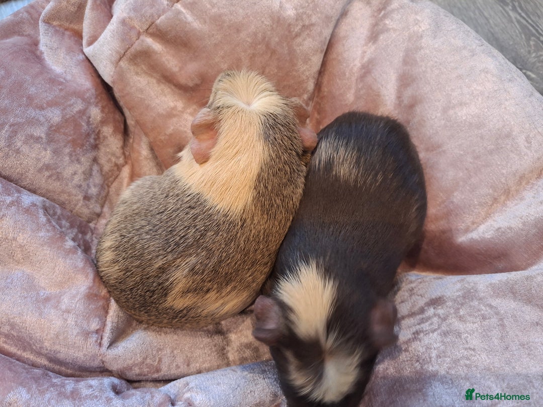 Guinea Pig rodents for sale:  Guinea pigs 4 boys(babies) 3 female (5mo) - Advert 12
