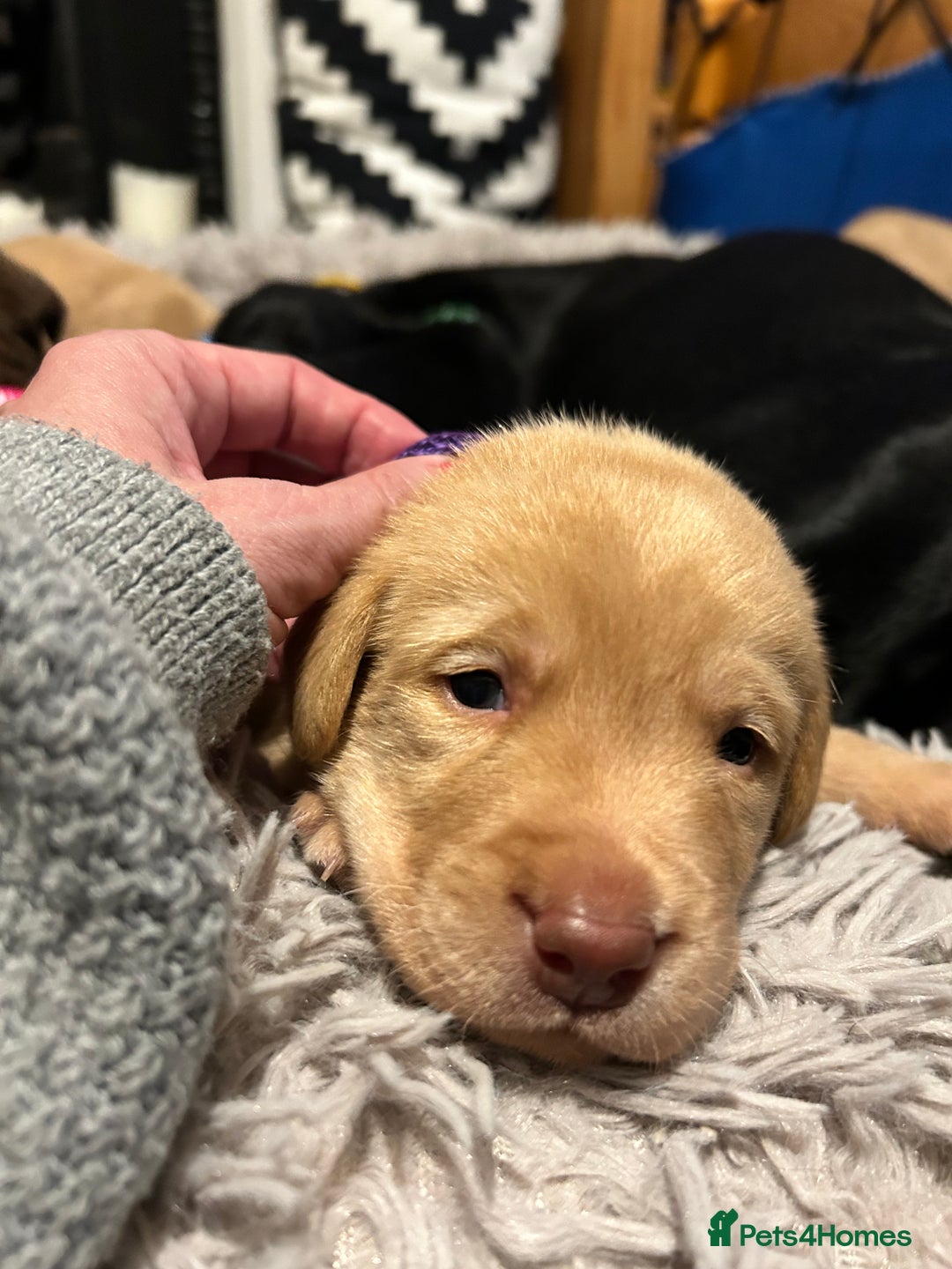 Labrador Retriever dogs for sale: Beautiful Labrador puppies 4 coats colour  - Image 13