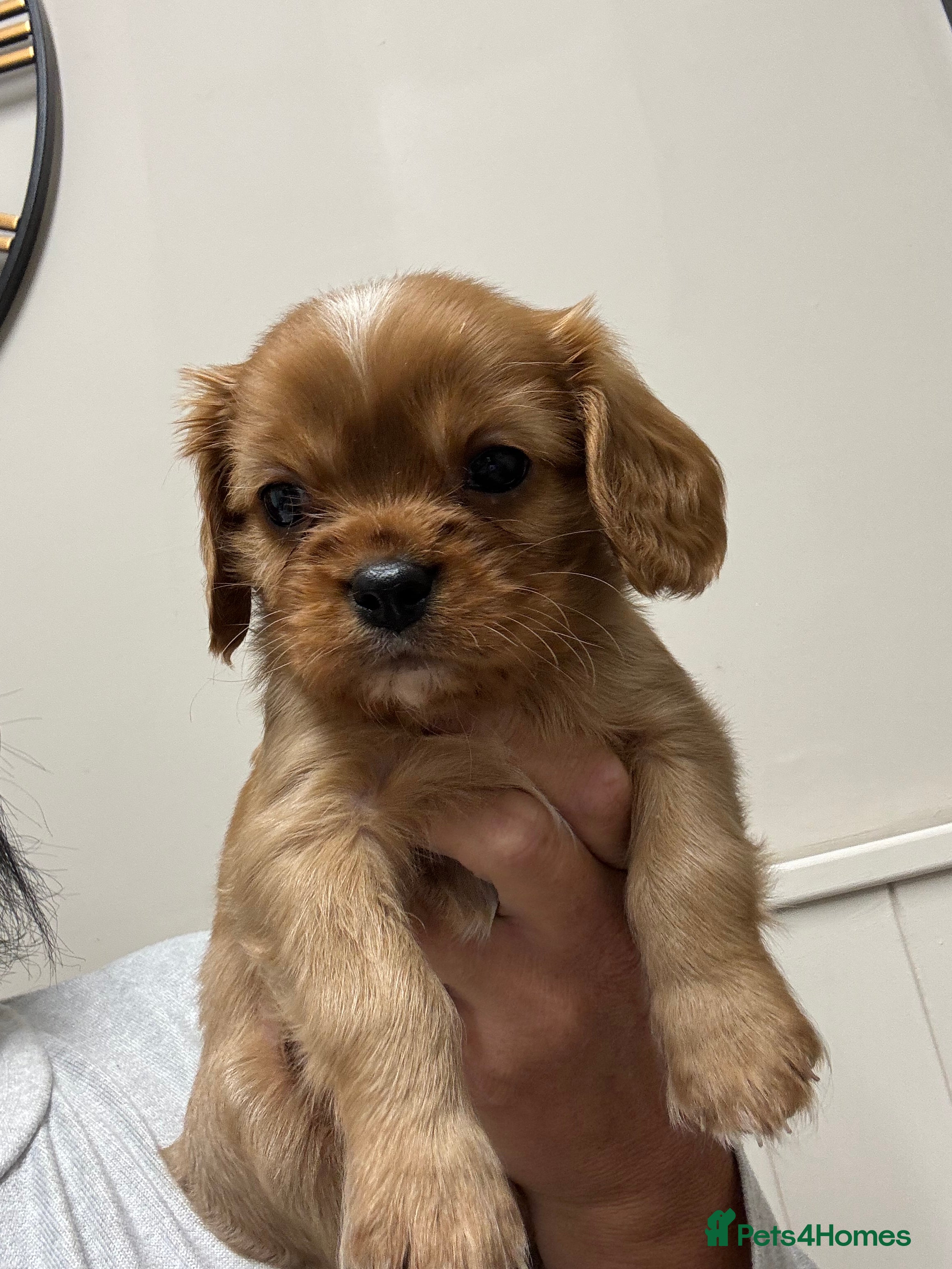Cavalier King Charles Spaniel dogs King Charles cavalier puppies - Advert 6