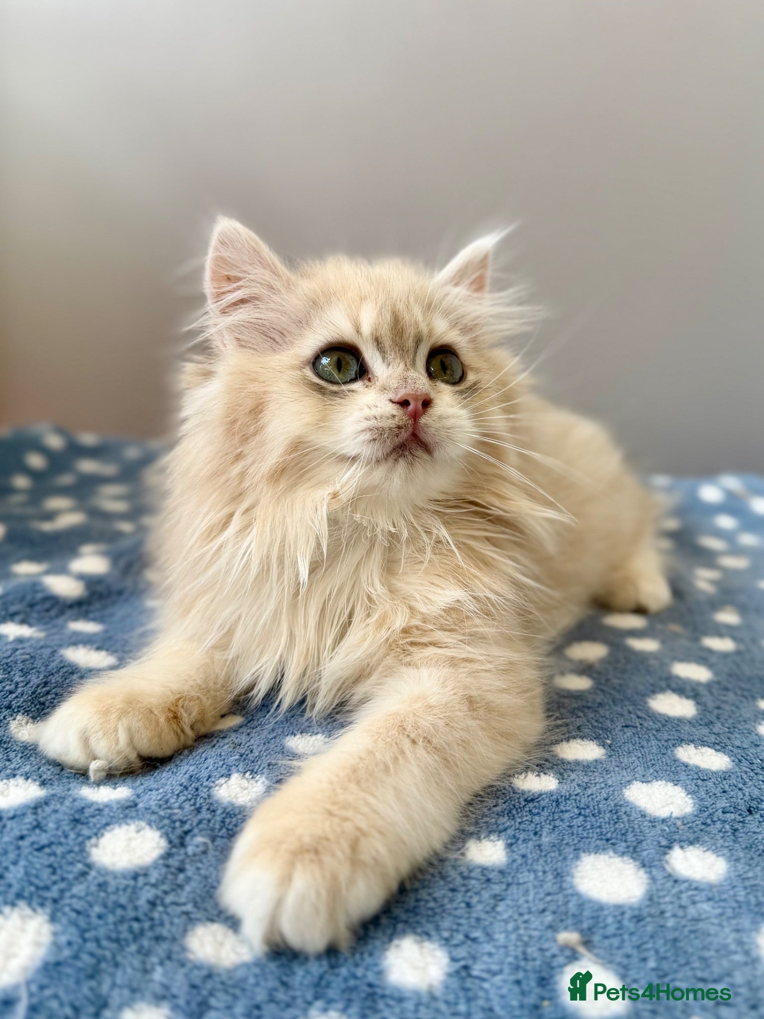 British Longhair cats Champion lines Golden British Longhairs - Advert 1