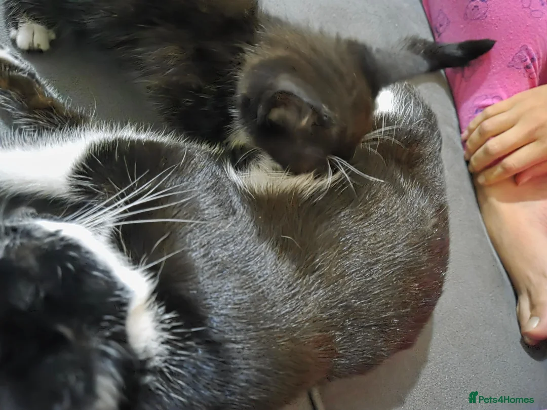 Mixed Breed cats for sale: Mixed breed kitten male - Advert 2