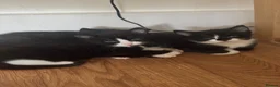Mixed Breed cats for sale: Playful kittens looking for a loving home  - Advert 9