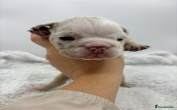 English Bulldog dogs for sale: 10 British Bulldog puppies 🐶  - Image 29