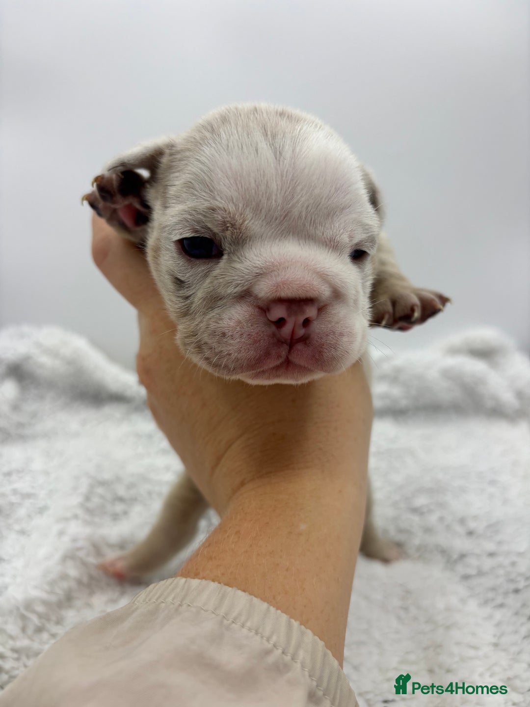 English Bulldog dogs for sale: 10 British Bulldog puppies 🐶  - Image 29