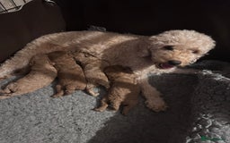 Cockapoo dogs for sale: Toy cockapoo puppies 3 boys 2 girls fox red  - Image 1