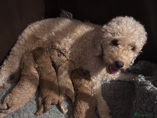 Cockapoo dogs - Advert 7