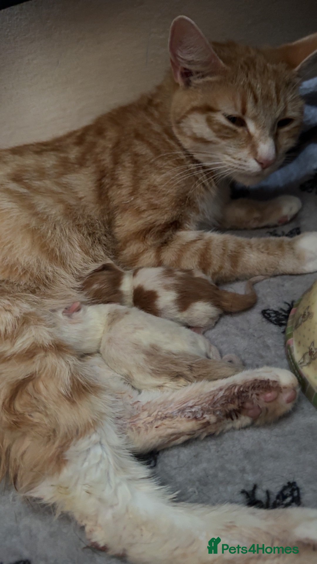 Mixed Breed cats One beautiful white and beige baby - Advert 1