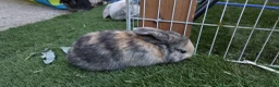 Mini Lop rabbits for sale: Two boys and two girls wait for new home in Ilkeston - Advert 6