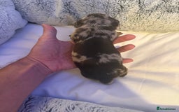 Dachshund dogs for sale: Dapple Dachshund Puppies - Image 27
