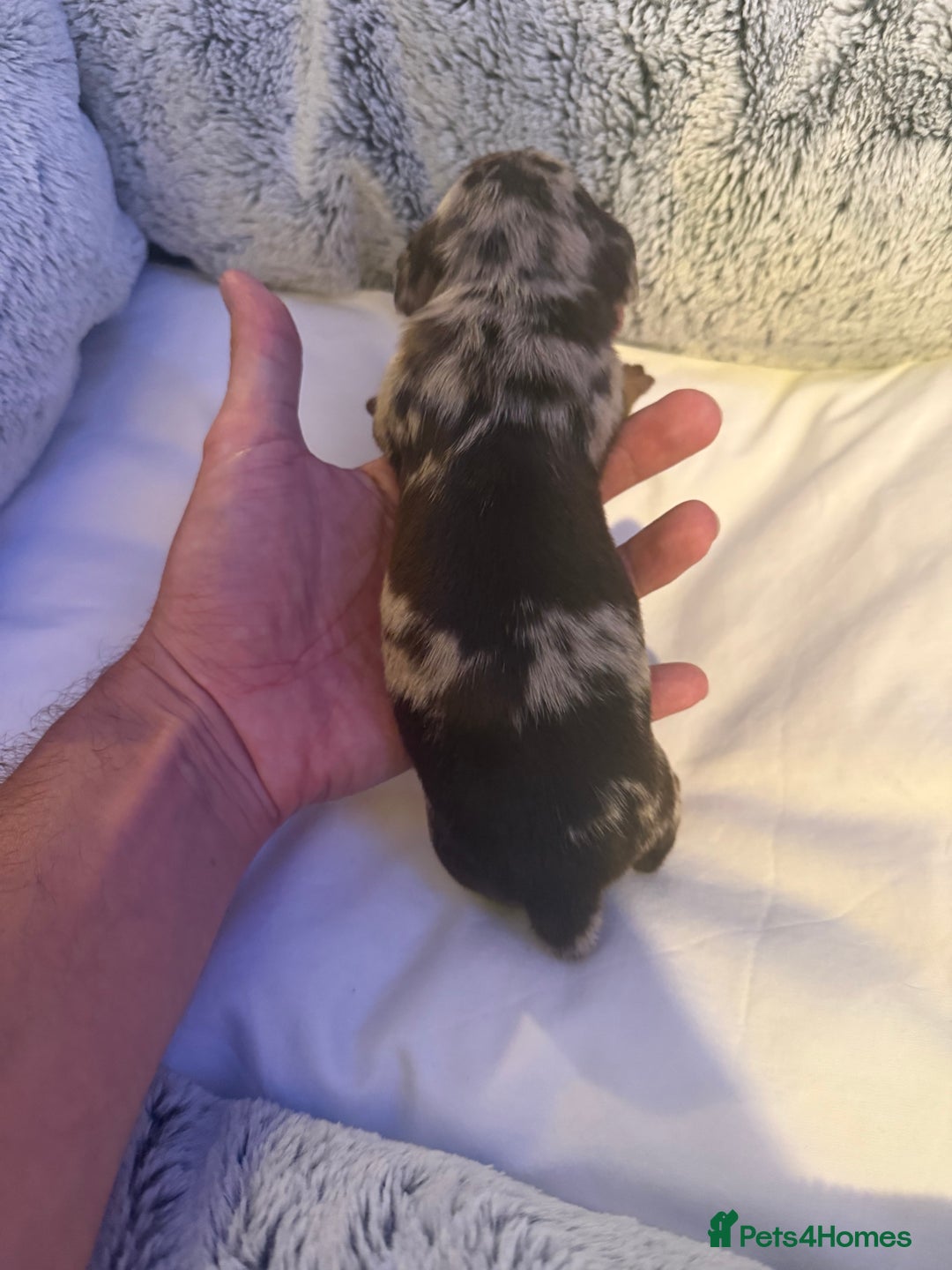 Dachshund dogs for sale: Dapple Dachshund Puppies - Image 27